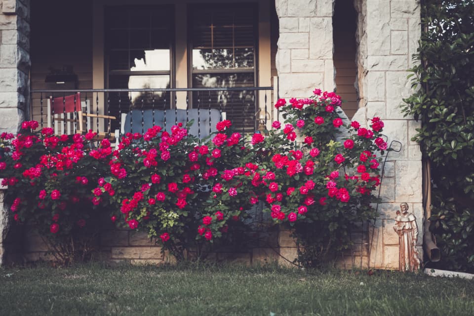 Polished landscape beds with flowering shrubs