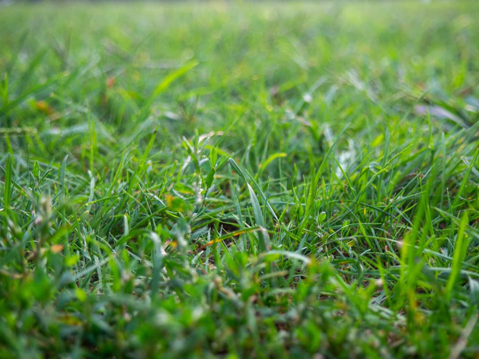 Thick, healthy green turf up close